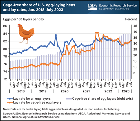 Growing share of egg-laying hens are cage-free