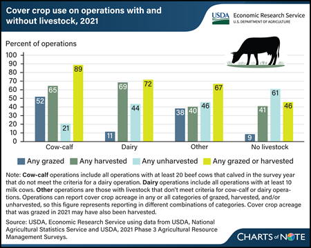 Livestock operations with cover crops often use them for forage