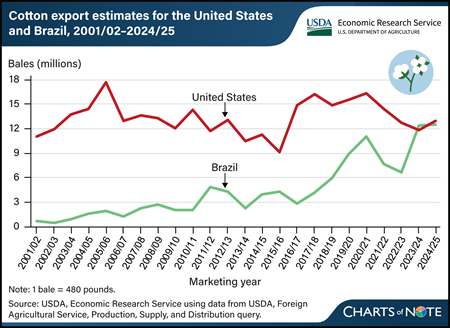 United States and Brazil compete as top global cotton exporter