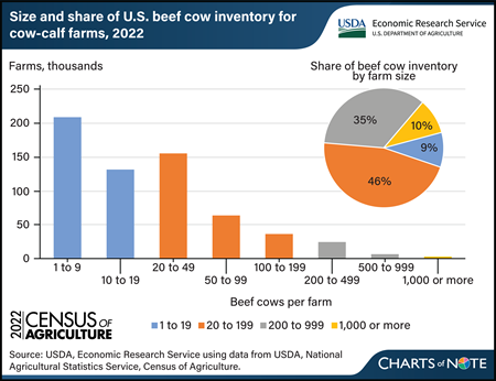2022 Census of Agriculture: Majority of farms with beef cows have fewer than 50 cows