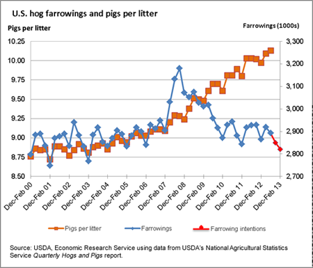 Significant gains in productivity in U.S. hog production since 2007