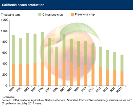 Smaller supply of California peaches available in 2015