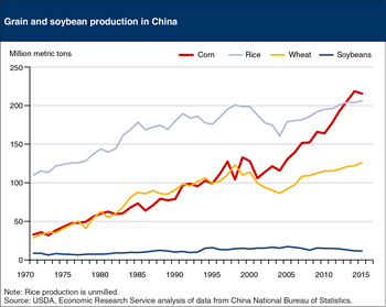 Corn became China's leading crop in 2012