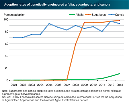 Almost all U.S. sugarbeets and canola planted in 2013 used genetically engineered seeds