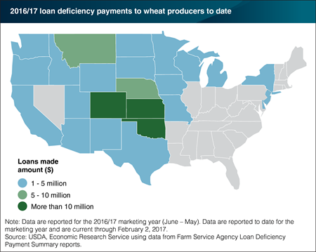 Wheat producers are eligible to receive loan deficiency payments as prices drop