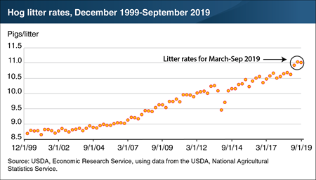 U.S. hog industry establishes a new, higher level in litter rates in 2019