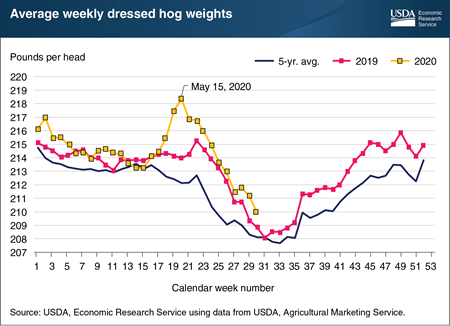 Falling hog weights suggest the hog industry is managing supply-chain disruptions from COVID-19