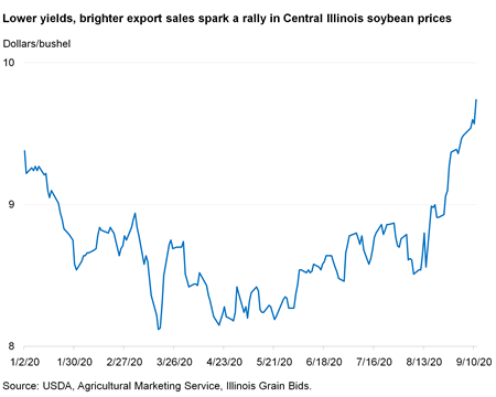 Lower yields, brighter export sales spark a rally in Central Illinois soybean prices
