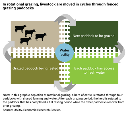 A schematic graphic showing how rotational grazing of cattle works.