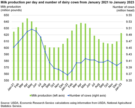 Bar chart of milk production per day and number of dairy cows from January 2021 to January 2023
