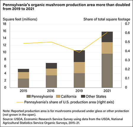 Combination stacked bar and line chart showing organic mushroom production in Pennsylvania, California, and other States and Pennsylvania’s share of U.S. production in 2015, 2016, 2019, and 2021.