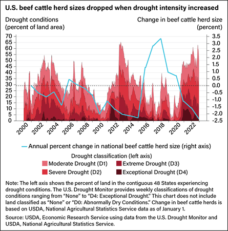 Stacked line chart comparing percent of land area in drought conditions and percent change in beef cattle herd size from 2000 to 2022.