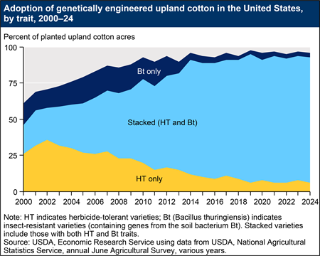 An area chart shows the adoption of genetically engineered cotton varieties from 2000 to 2024. HT indicates herbicide-tolerant varieties; Bt (Bacillus thuringiensis) indicates insect-resistant varieties (containing genes from the soil bacterium Bt).