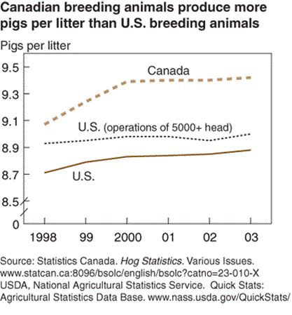 Canadian breeding animals produce more pigs per litter than U.S. breeding animals