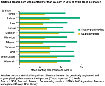 Certified organic corn was planted later than GE corn in 2010 to avoid cross pollination