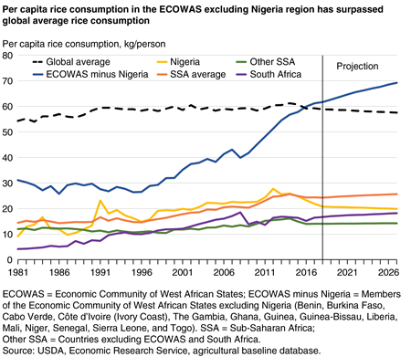 Per capita rice consumption in the ECOWAS excluding Nigeria region has surpassed global average rice consumption
