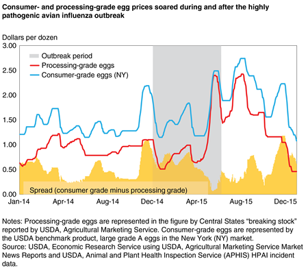 A line chart showing wholesale prices of consumer- and processing-grade egg prices and their spread from January 2014 through December 2015.