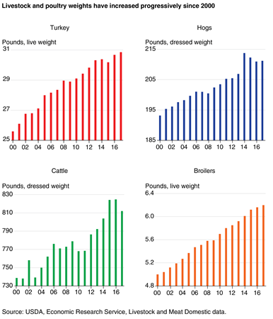 Four individual column charts grouped together showing average animal slaughter weights for turkeys, hogs, cattle, and broilers since 2000