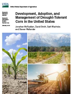 Collage of three photos showing a growing corn plant, irrigation of a corn field, a corn field after harvest